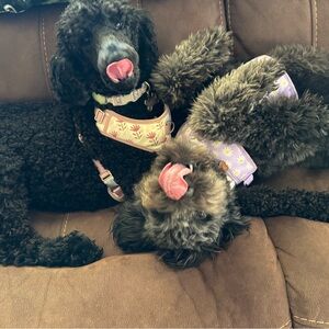 Meet your Posher, Maddi